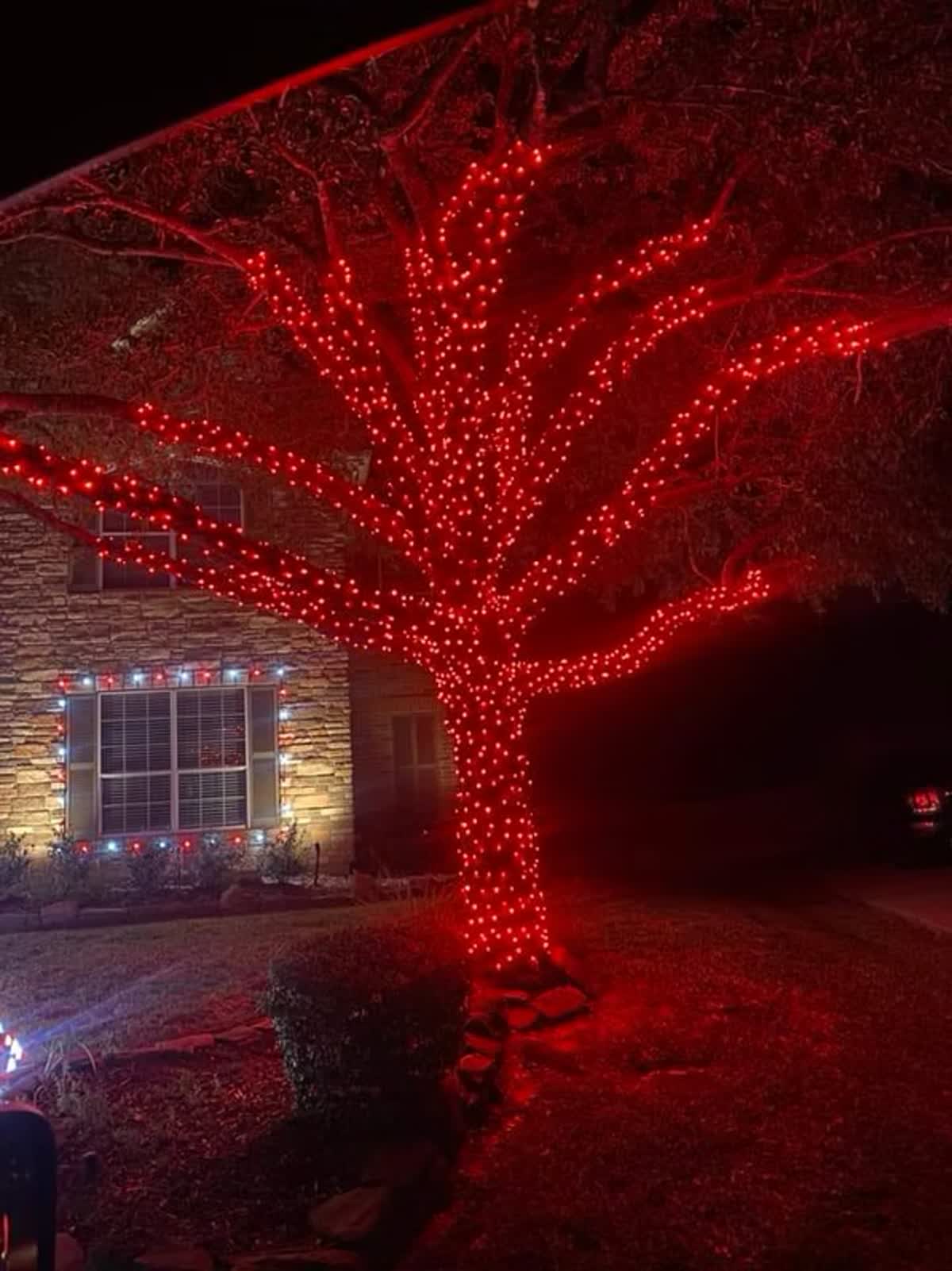 Mature tree fully wrapped in red Christmas lights beside a stone home